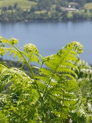 fern in front of the lake