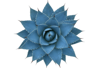 Close up of a blue agave plant from above view