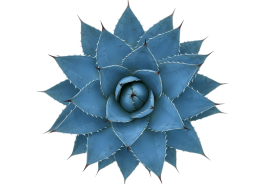 Close up of a blue agave plant from above view
