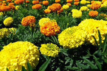 Colorful flowers on the flowerbed in the garden. Nature background. Floral background
