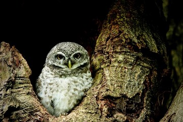 Close-up of a spotted owl (Athene brama) perched on the rim of a tree cavity. This owl has striking...
