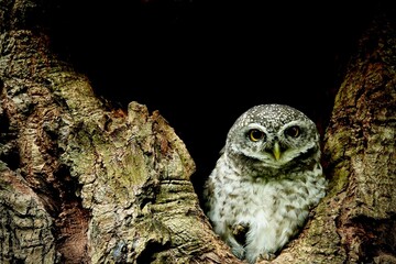 Close-up of a spotted owl (Athene brama) perched on the rim of a tree cavity. This owl has striking...