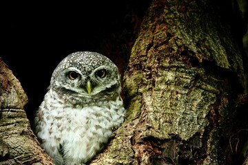 great horned thai owl
