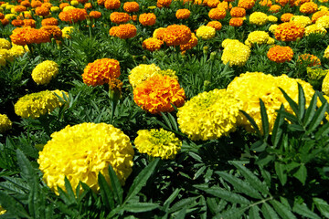 Colorful flowers on the flowerbed in the garden. Nature background. Floral background