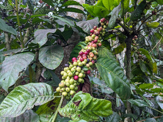Coffee cherries ripening on a branch, surrounded by lush green foliage in a coffee plantation.