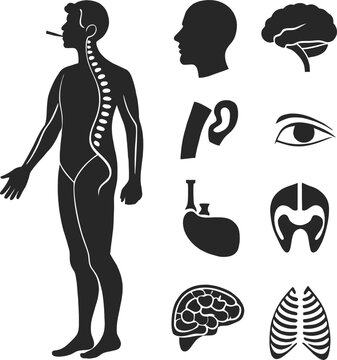 Humen body pard vector design 