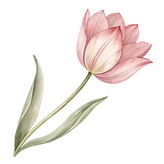 Fototapeta premium Single tulip watercolor icon in dusty pink - Vector Art
