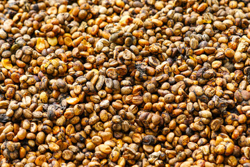 Unroasted Civet Coffee Beans Drying Under Sunlight at a Traditional Vietnamese Coffee Farm