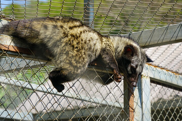 Asian Palm Civet Resting on a Cage Beam in Bright Sunlight at a Vietnamese Coffee Farm Enclosure