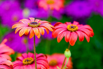 Vibrant Orange and Pink Daisies in Full Bloom Against a blurred Purple and Green Garden Backdrop