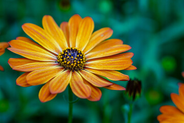 Close-Up of a Radiant Orange Daisy in Bloom Against a Soft Green Garden Background