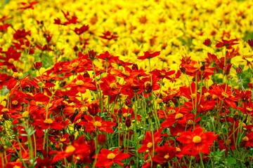 Vibrant Field of Red and Yellow Wildflowers Blooming in Perfect Harmony on a Sunny Spring Day