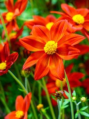 Brilliant Red Cosmos Flowers in Full Bloom Brighten a Lush Green Garden Scene