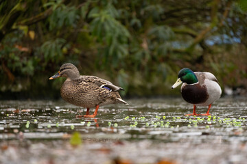 Pair of colourful ducks walk on a frozen lake pond with a reflection. Green trees in the background