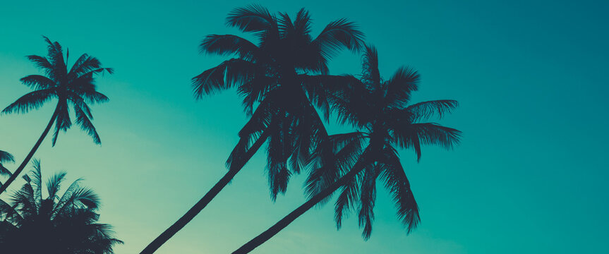 silhouette of palm tree.