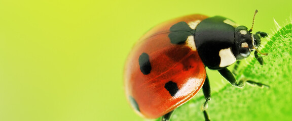ladybug on a green leaf. © Vijay