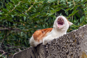 A red-and-white mongrel stray cat lies on a concrete fence and yawns, mouth wide open, showing its teeth, tongue and palate.