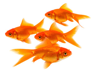 A vibrant group of four golden fish gracefully swims together, showcasing their beautiful scales and fins.