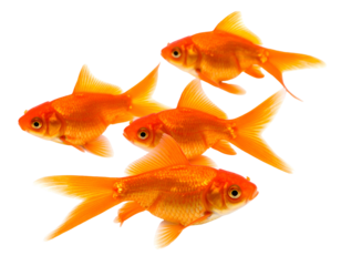 A vibrant group of four golden fish gracefully swims together, showcasing their beautiful scales and fins.