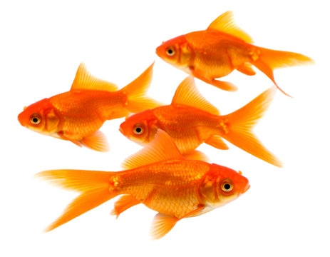 A vibrant group of four golden fish gracefully swims together, showcasing their beautiful scales and fins.