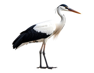 Obraz premium A striking black and white heron stands gracefully, showcasing its elegant form and distinctive plumage.