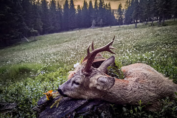 happy hunting of a old roe buck on the mountains at a summer evening