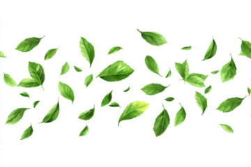 Fresh mint leaves flying in mid-air, vibrant green color, detailed texture, isolated on a white background