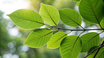 Kra Prao (Holy Basil), sharp and realistic, Photo, Natural light