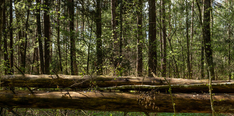 An old fallen tree in the forest in summer, a large log