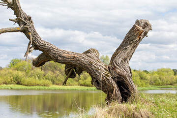 A dry tree on a high riverbank, beautiful clouds