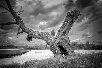 A dry tree on a high riverbank, beautiful clouds
