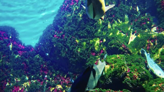 A cod fish swims gracefully in a clear aquarium, showcasing its natural movement and underwater beauty. Perfect for marine life and aquatic themes.