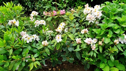 Close-up white rhododendron flowers with leaves