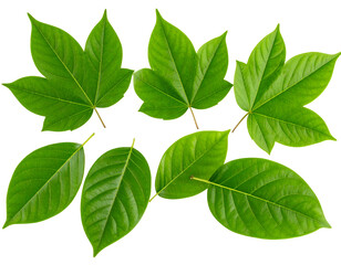 Naklejka premium A vibrant collection of diverse green leaves showcases the fresh beauty of natural foliage.
