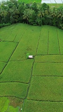 Sawah yang hijau tanaman padi yang luas