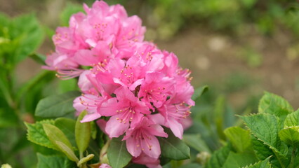 Close-up pink rhododendron flowers with leaves