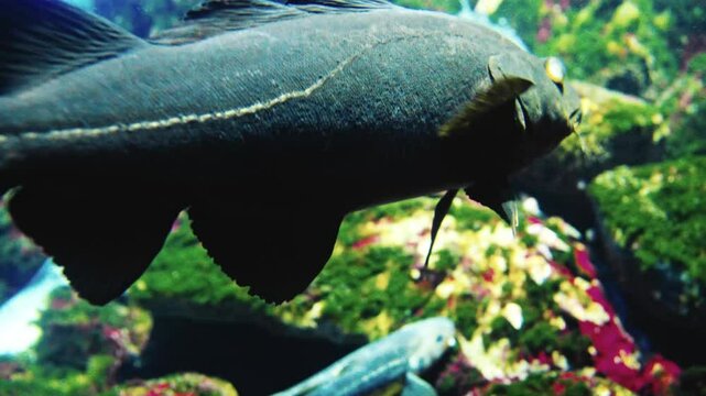 A cod fish swims gracefully in a clear aquarium, showcasing its natural movement and underwater beauty. Perfect for marine life and aquatic themes.