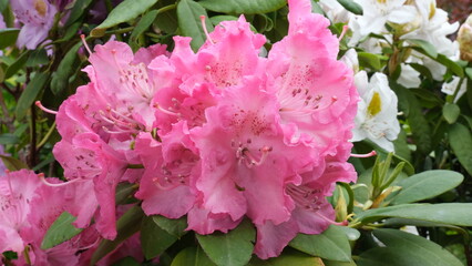 Close-up pink rhododendron flowers with leaves