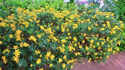 green grass and yellow flowers