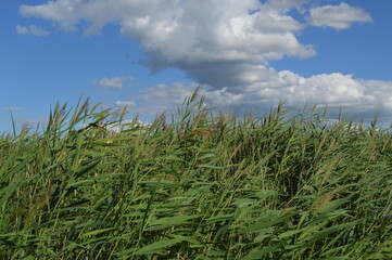 Reed grass on the background of sky and clouds, summer