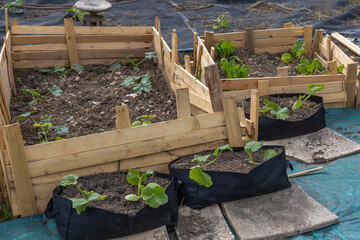 Raised garden beds with growing plants in a yard