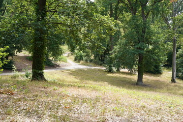 Sommerlandschaft in Park Babelsberg
