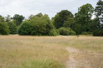 Trockenwiese in Park Babelsberg im Sommer