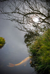 Golden Fish Beneath Reflected Branches – Surreal Nature Photography Print – Zen Pond Wall Art