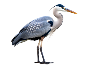 A majestic grey heron stands tall, showcasing its elegant plumage and watchful gaze.