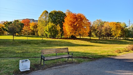 In the city park, a pedestrian path with benches is laid out next to a grassy lawn and deciduous trees with yellow foliage. A power line runs above it. Buildings stand nearby. Sanny autumn weather