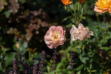 Soft pink and peach roses blooming in the garden with purple flowers