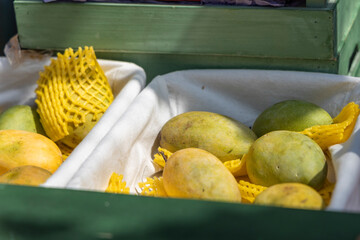 Fresh mangoes wrapped in protective mesh in a fruit basket