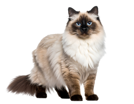 An elegant fluffy feline with captivating blue eyes and a pointed coat gazes intently ahead.