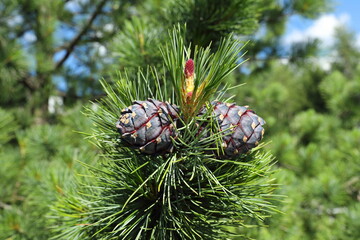 Pinus sibirica. A branch with cones of Siberian cedar pine on a sunny day
